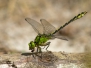 <em>Ophiogomphus cecilia</em> - Klínatka rohatá