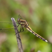 orthetrum-albistylum-0345
