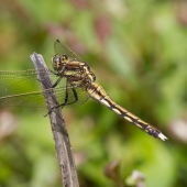 orthetrum-albistylum-0348