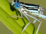 <em>Platycnemis pennipes</em> - šidélko brvonohé