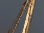 <em>Sympecma fusca</em> - Šídlatka hnědá