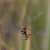 sympetrum-sanguineum-1047