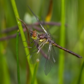 sympetrum-sanguineum-2838