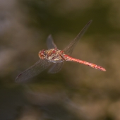 sympetrum-striolatum-1420