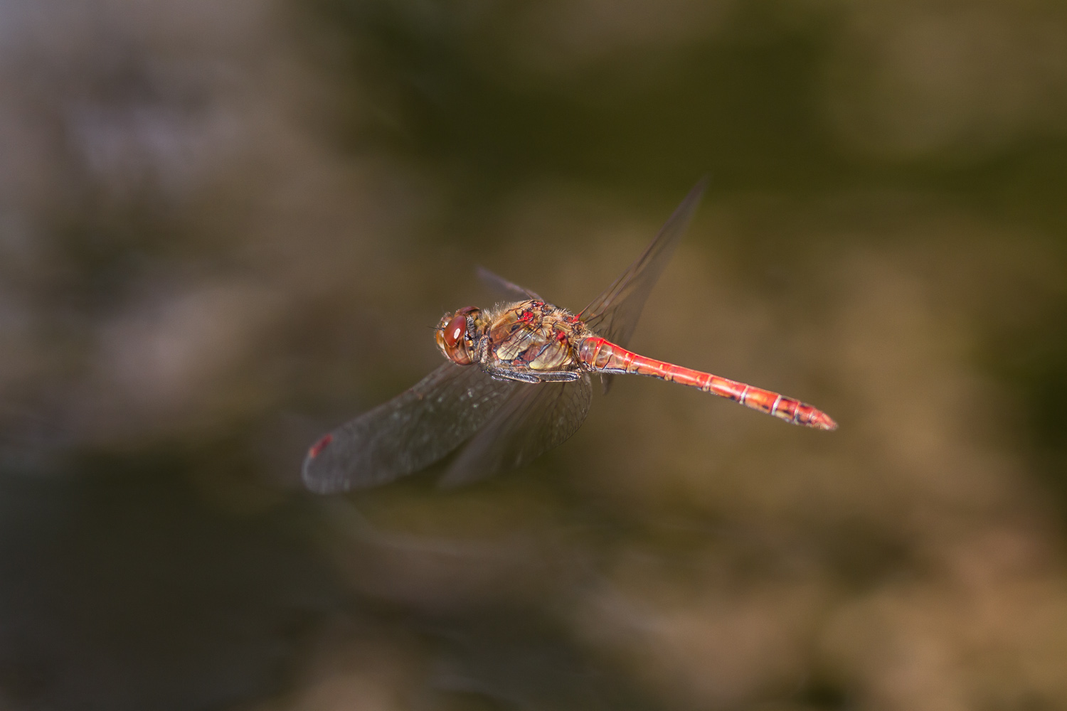 sympetrum-striolatum-1419