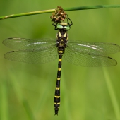 cordulegaster-bidentata-img_9276-edit
