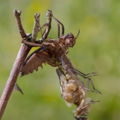 Epitheca bimaculata - Lesklice velka 0719