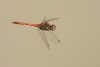 How to photograph flying dragonflies – Part III.