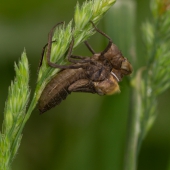 cordulia-aenea-lihnuti-_mg_7541