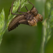 cordulia-aenea-lihnuti-_mg_7546