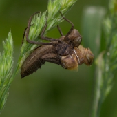cordulia-aenea-lihnuti-_mg_7550