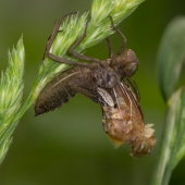 cordulia-aenea-lihnuti-_mg_7581