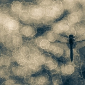 mg_2251-edit