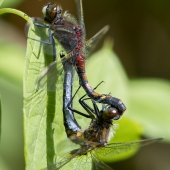 leucorrhinia-pectoralis-_mg_8852