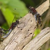 leucorrhinia-pectoralis-_mg_8955-edit