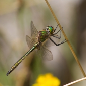 somatochlora-metallica-male-4636_0
