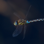 aeshna-mixta-dif-img_9789-edit