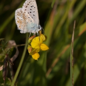 polyommatus-coridon-img_3569