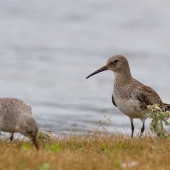 Jespák obecný (Calidris alpina)