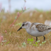 Jespák malý (Calidris minuta)