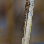 sympecma-prvni-2013