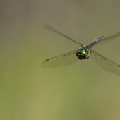 somatochlora-arctica-dif-img_2471-edit
