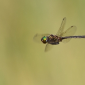 somatochlora-arctica-dif-img_2494-edit
