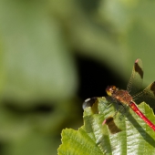 sympetrum-pedemontanum-7647