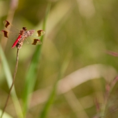 sympetrum-pedemontanum-7759
