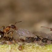 mravenci pasáčci
