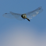 How to photograph flying dragonflies – Part I.