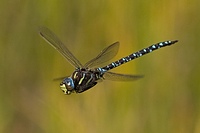 How to photograph flying dragonflies – Part II.