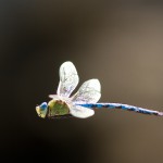 Šídlo královské (Anax imperator) – fotografování letovek