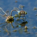 Z rodinného života šídla tmavého (Anax parthenope)