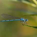 <em>Erythromma lindenii</em> – šidélko Lindenovo je v Čechách