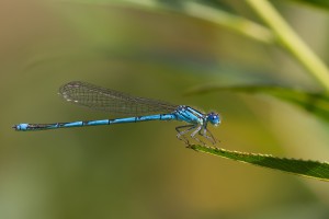 <em>Erythromma lindenii</em> – šidélko Lindenovo je v Čechách