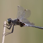 Letošní bělonosky běločelé (= vážka běloústá, <em>Leucorrhinia albifrons</em>)