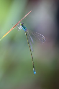 Naše nejmenší vážka (<em>Nehalennia speciosa</em>) ve Chřibech i na Kramářce