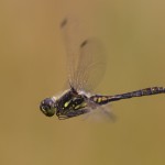 Vážka tmavá (<em>Sympetrum danae</em>) z Heřmanic