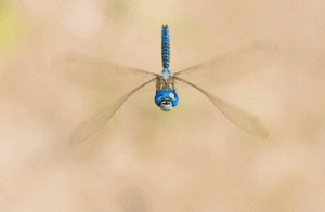 affinis-animovany0-04sec