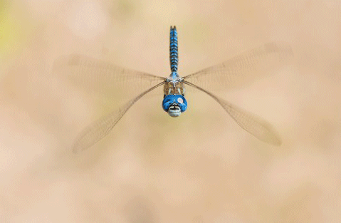 affinis-animovany0-04sec