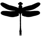 Poznáte vážky? / Do you know dragonflies well?