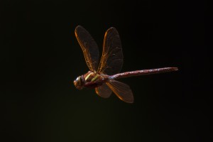 Akce Cordulegaster 2012 – grandisky (<em>Aeshna grandis</em>)