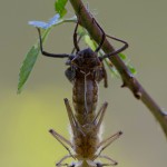 <em>Epitheca bimaculata</em> – splněno! Ale s podtitulem: byla to blbárna.