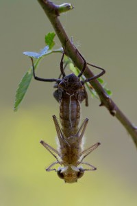<em>Epitheca bimaculata</em> – splněno! Ale s podtitulem: byla to blbárna.