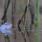 Modří skokani – Blue Moor Frogs – Rana arvalis