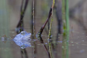 Modří skokani – Blue Moor Frogs – Rana arvalis
