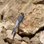 Vážka černořitná (Orthetrum cancellatum) – neobvykle zbarvený samec